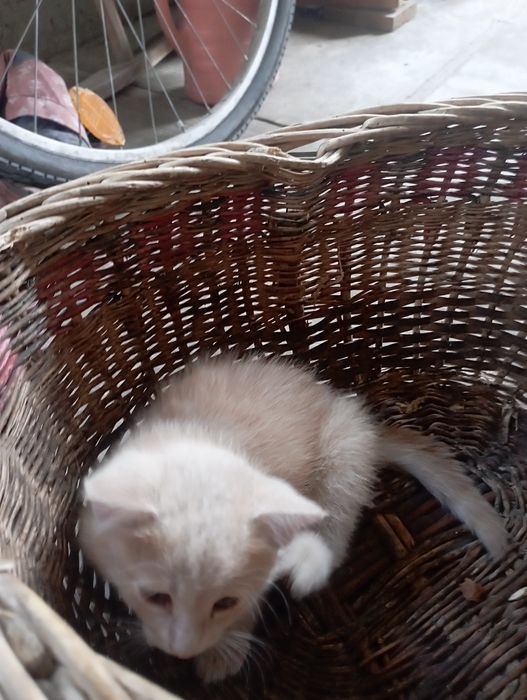 ВІддам.  Котенят