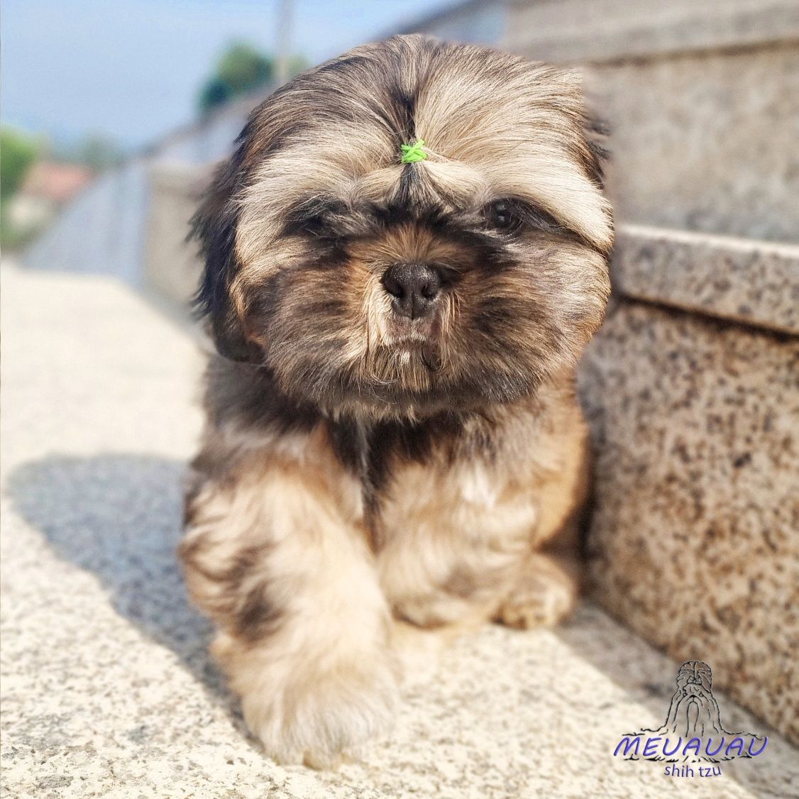 Filhote Macho Shih Tzu