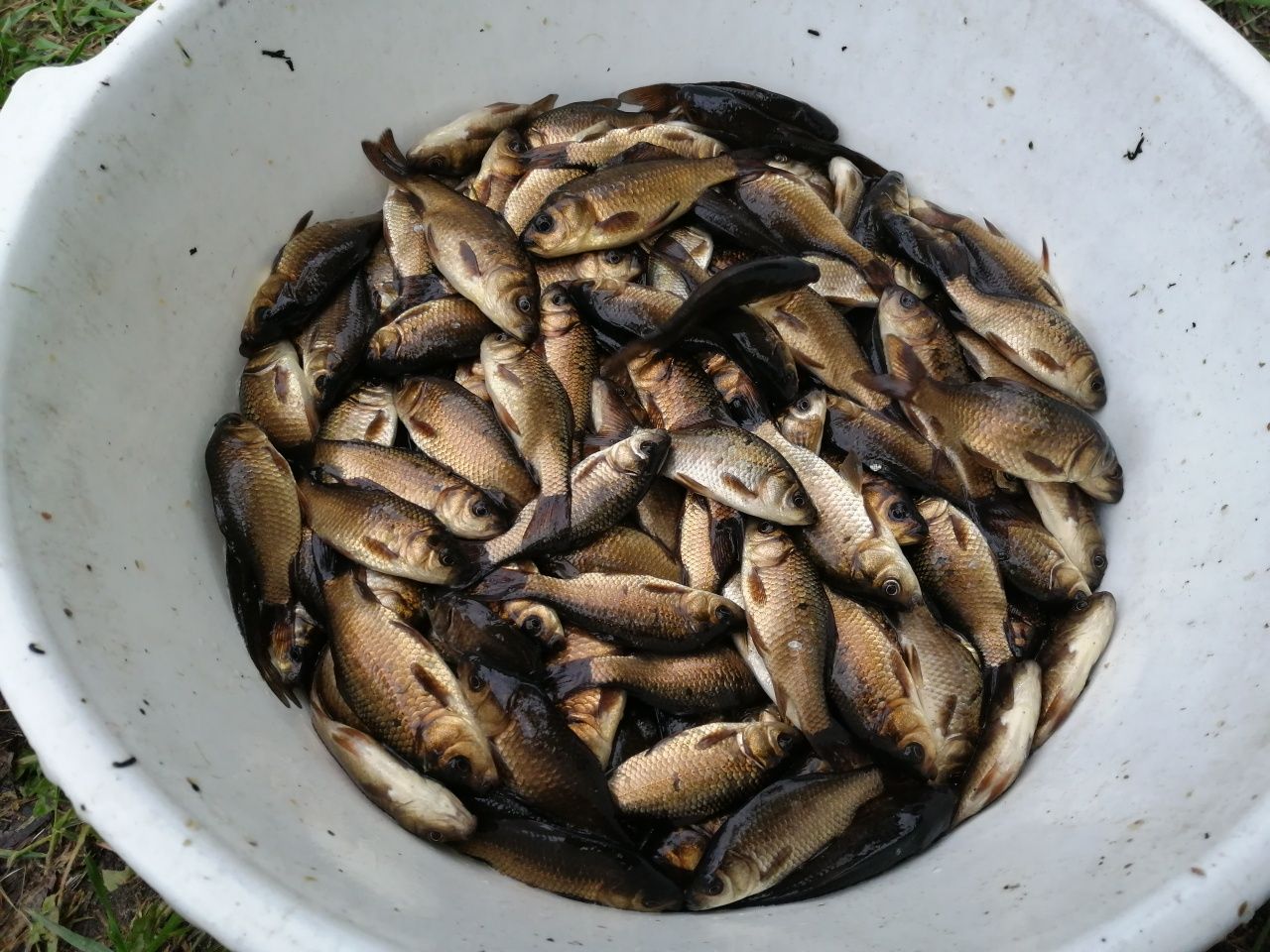 Sprzedam Karasia