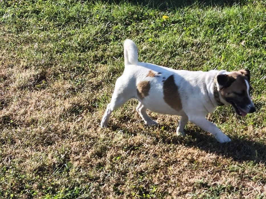 Jack Russell Terrier, suczka