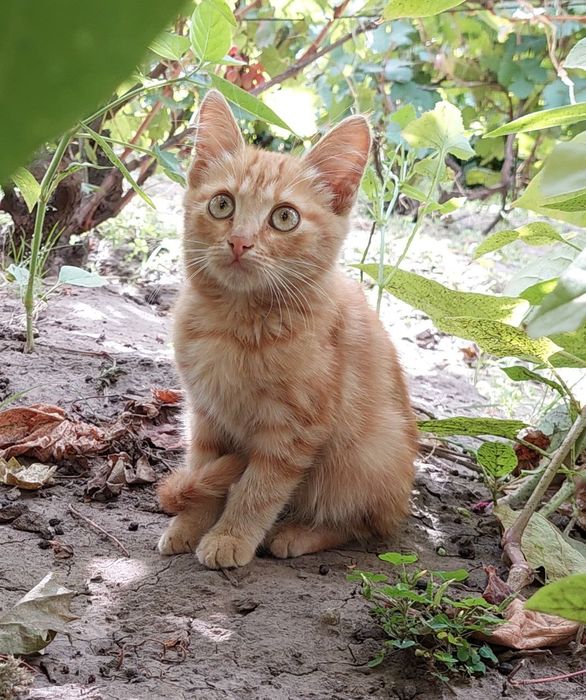 Котенок в добрые руки