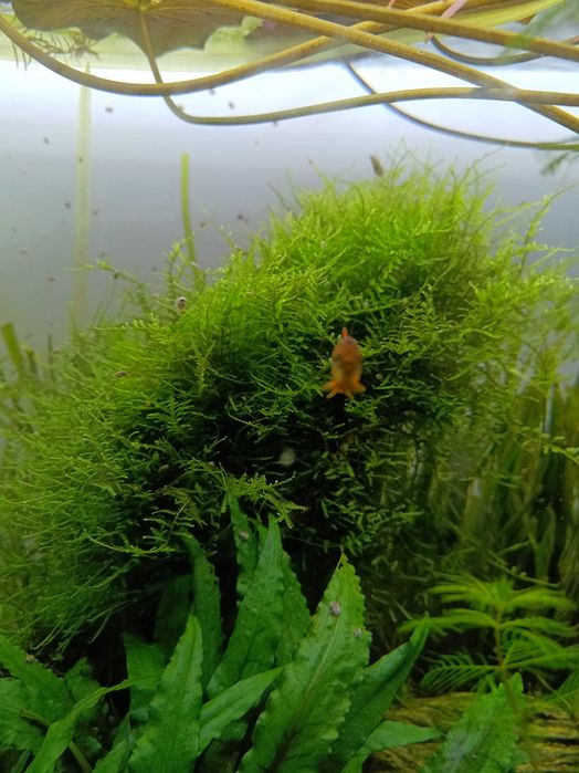 Rośliny Akwariowe i drobne zwierzątka