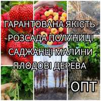 Опт Розсада Полуниці Саджанці Малина Плодові дерева Саженцы Клубники