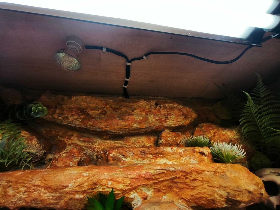 Terrarium agama terrarium pustynne 100x40x40 cały osprzęt