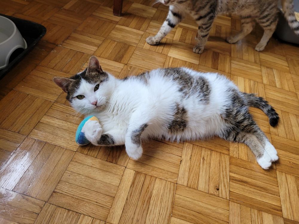 Prawdziwy pieszczoch Pumba szuka domu - kocurek do adopcji