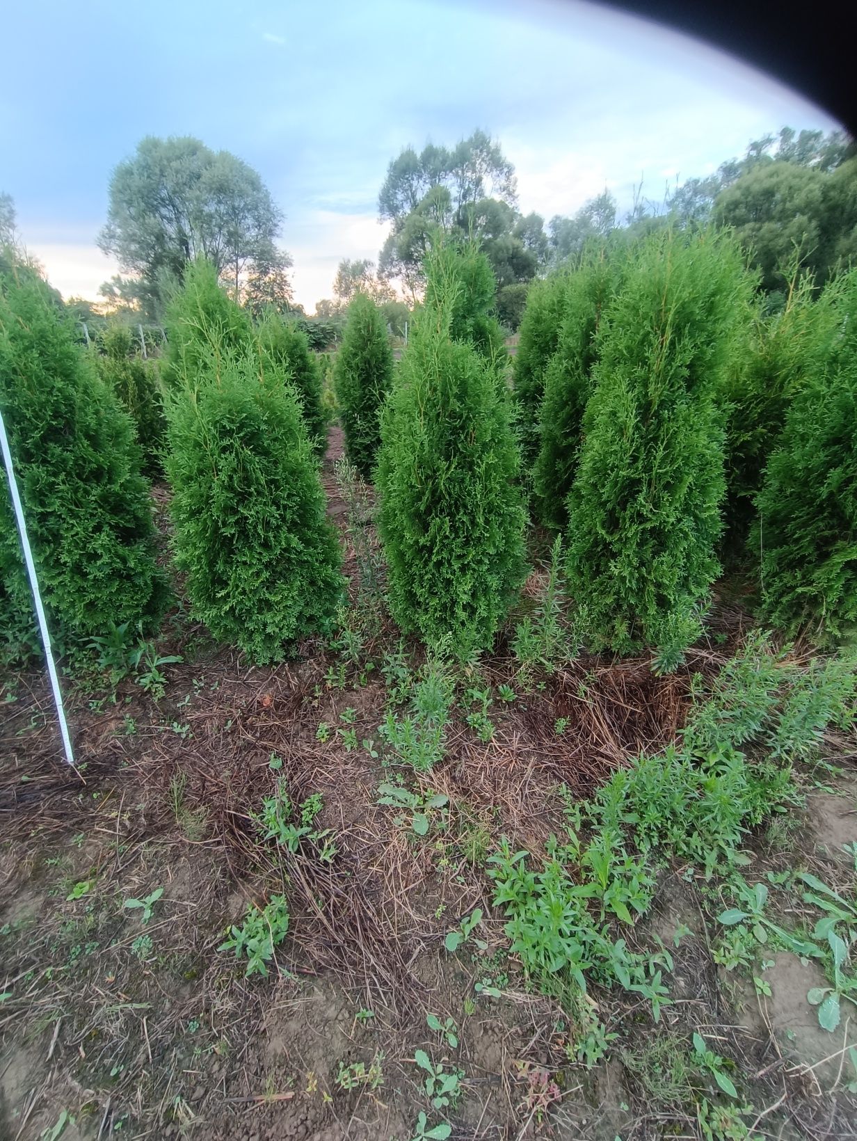 Tuja Columna nie szmaragd 180 cm