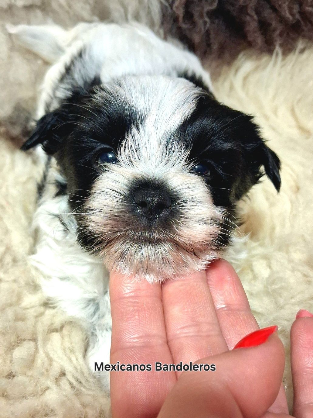 NAJPIĘKNIEJSZY WHITE&BLACK yorkshire terrier . Cudny chłopczyk  !