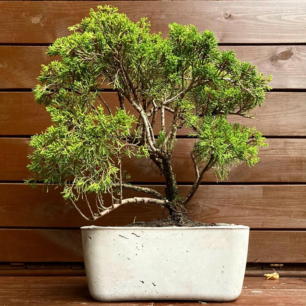 Jalowiec sabiński  bonsai w recznie wykonanej betonowej donicy