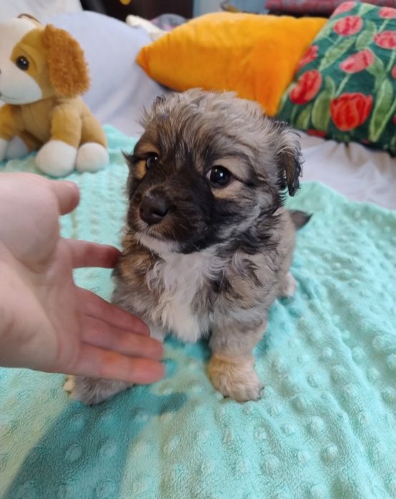 Szarik puchaty śliczny maluch.