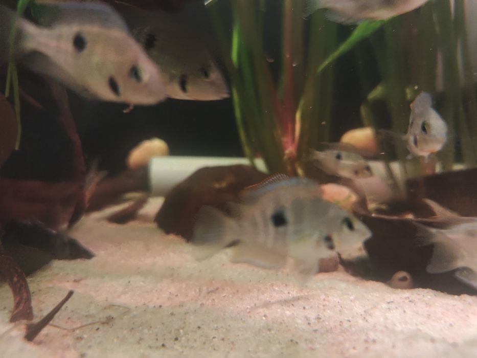 Młode Pielęgnica Meeka