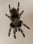 Ptasznik nhandu chromatus + terrarium 40x40 +wyposazenie