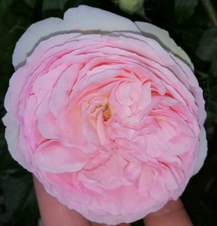 Продам кусты крупно-цветовой, плетистой розы