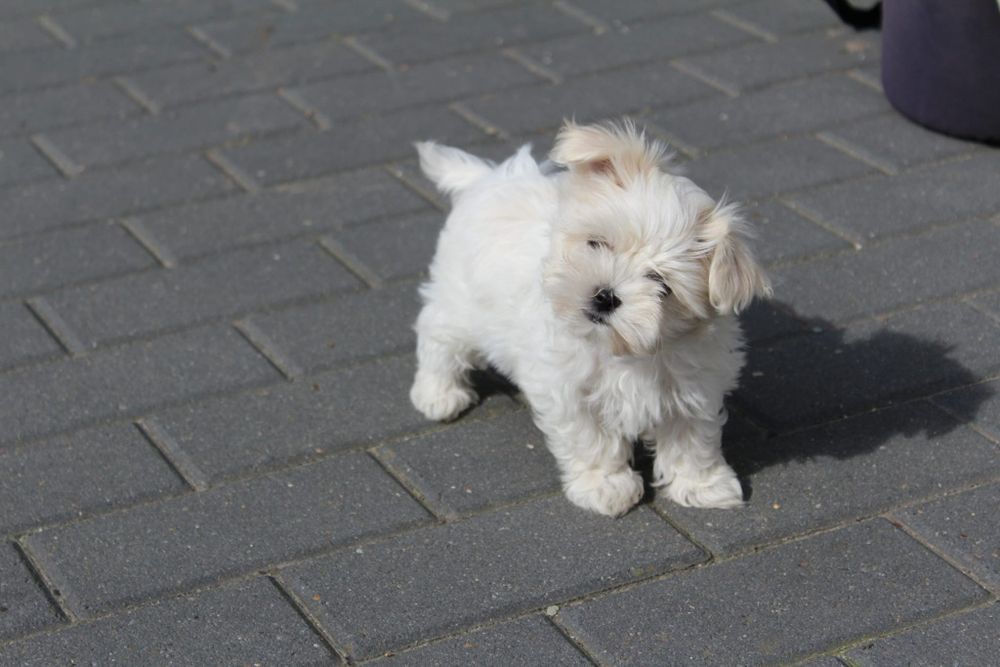 Mini suczka Maltańczyk