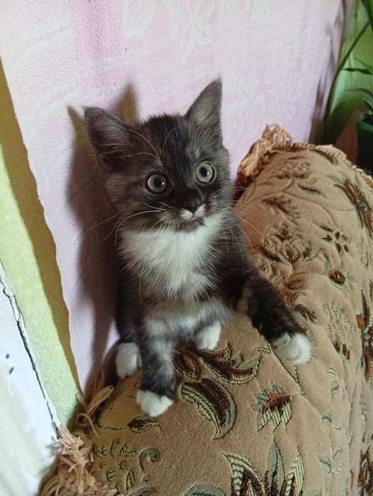 Шукає свою родину