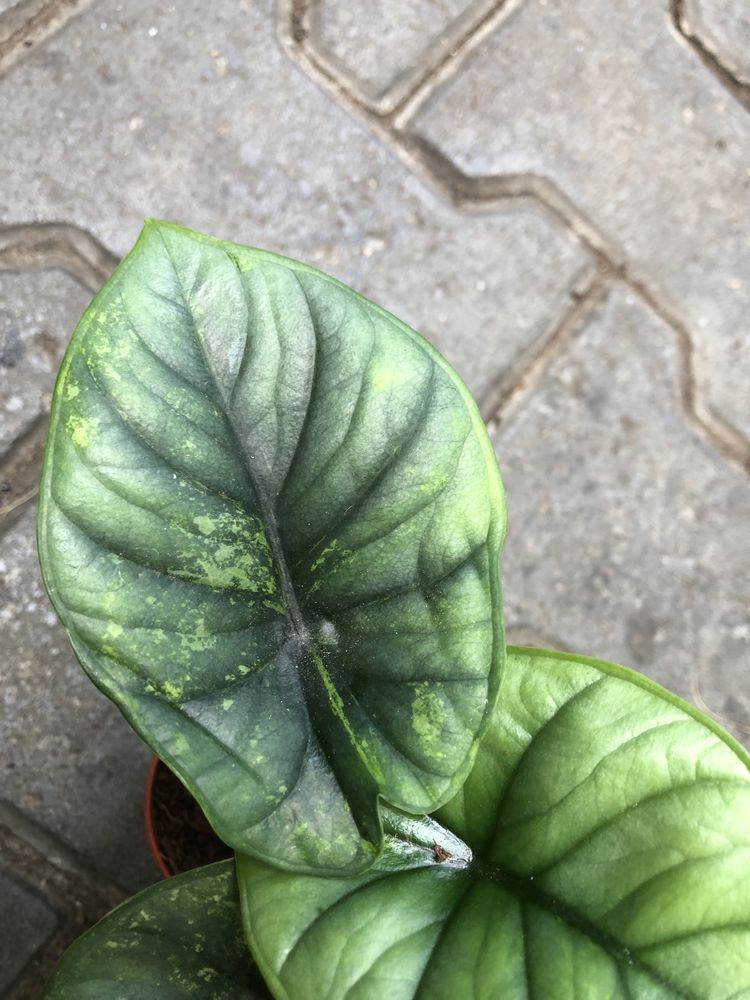 Alocasia platinum variegata