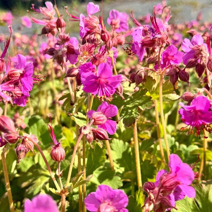 Bodziszek korzeniasty Różowy (Geranium macrorrhizum) Doniczka 2.0L