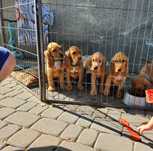 Gotowy do odbioru Cocker Spaniel angielski