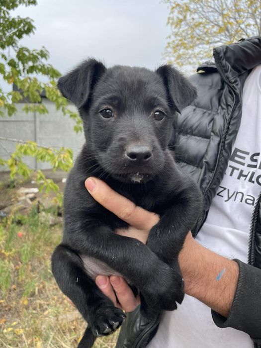 Отдадим в добрые руки щенка!