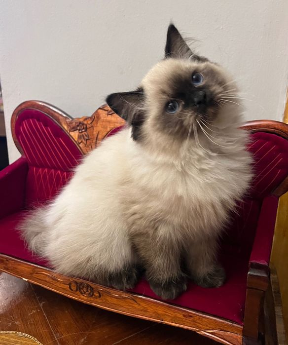 Ragdoll kotka Aisha