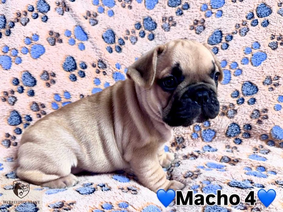 Buldogue Francês Premium – beleza, saúde e temperamento perfeitos!