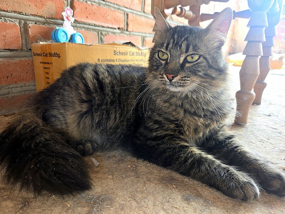 Пухнастик хоче додому