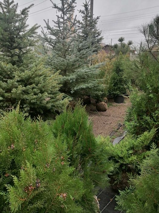 Ели, сосны, Смарагд, Спартан, Блю арроу, Стрикта, Коника,самшит.