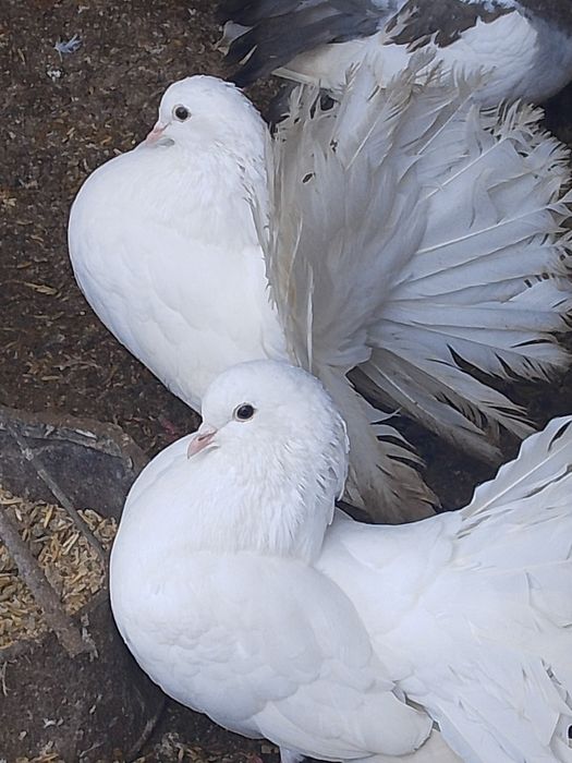 Молоді білі та мрамур