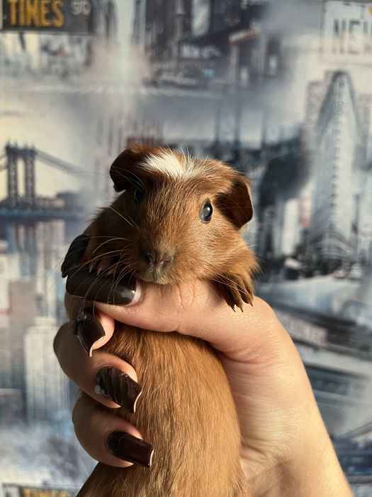 Американський крестед