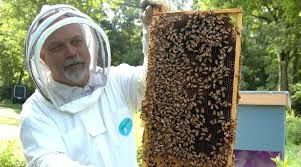 Пакети бджолосімей