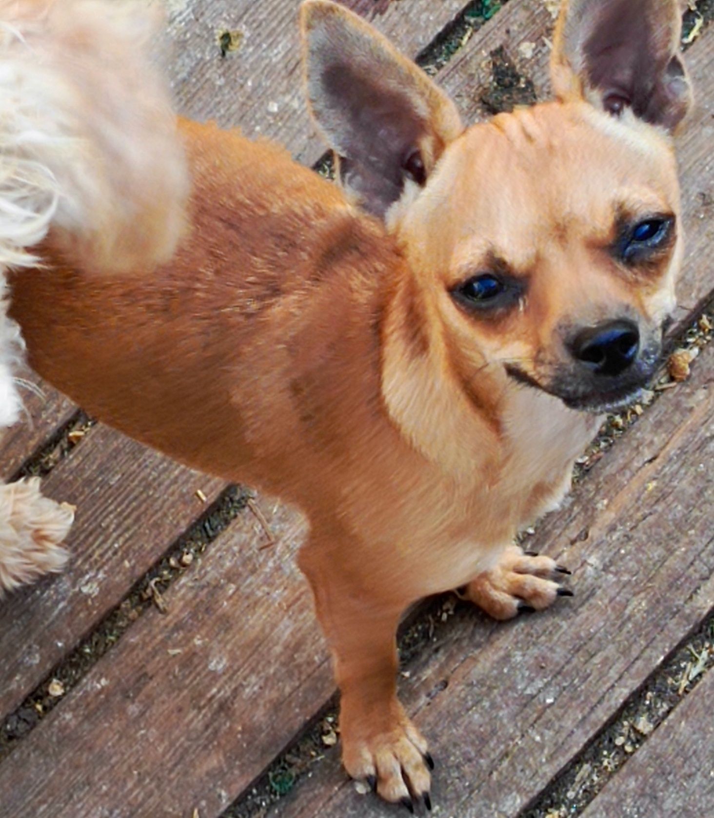 Sunia chihuahua ruda
