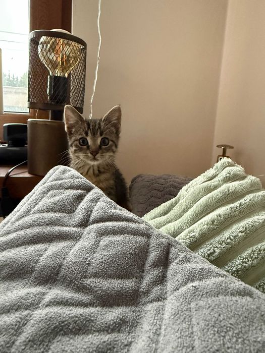 oddam kotka, kotek do adopcji