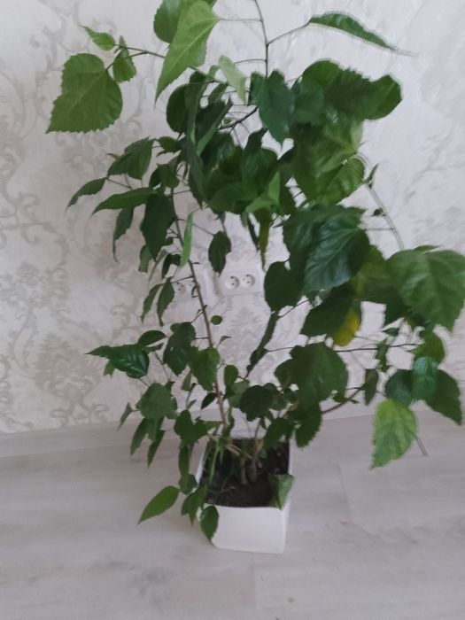 Продам вазон ,китайську розу- Гібіскус.