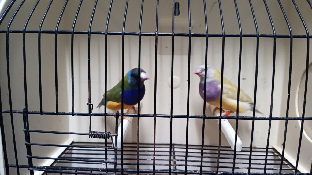 Diamantes de Gould