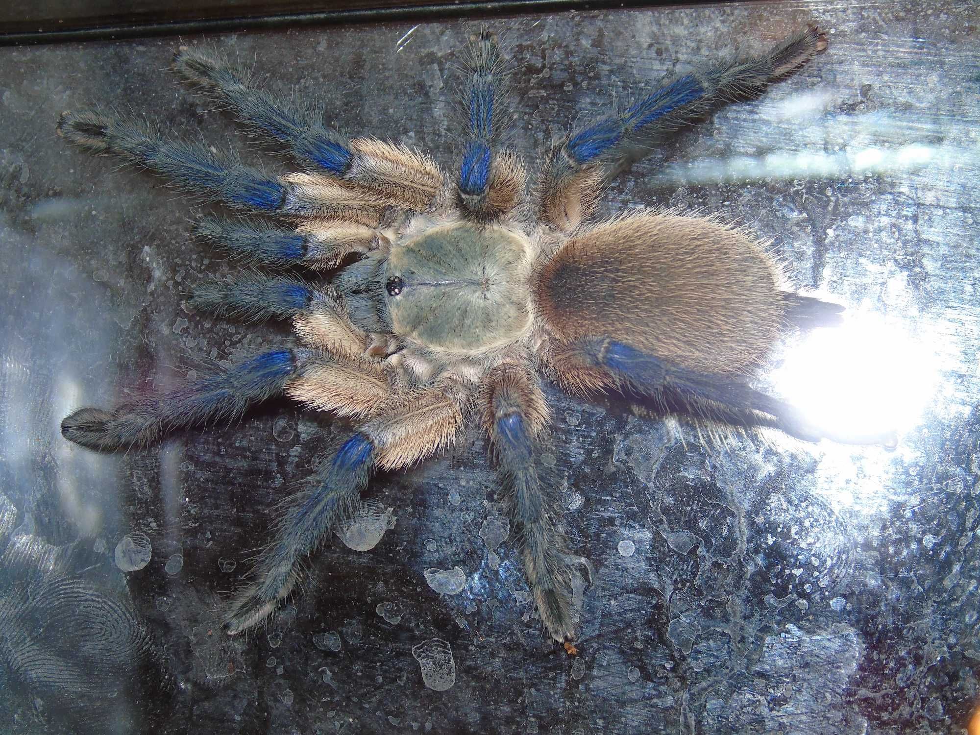 monocentropus balfouri samica 5 dc