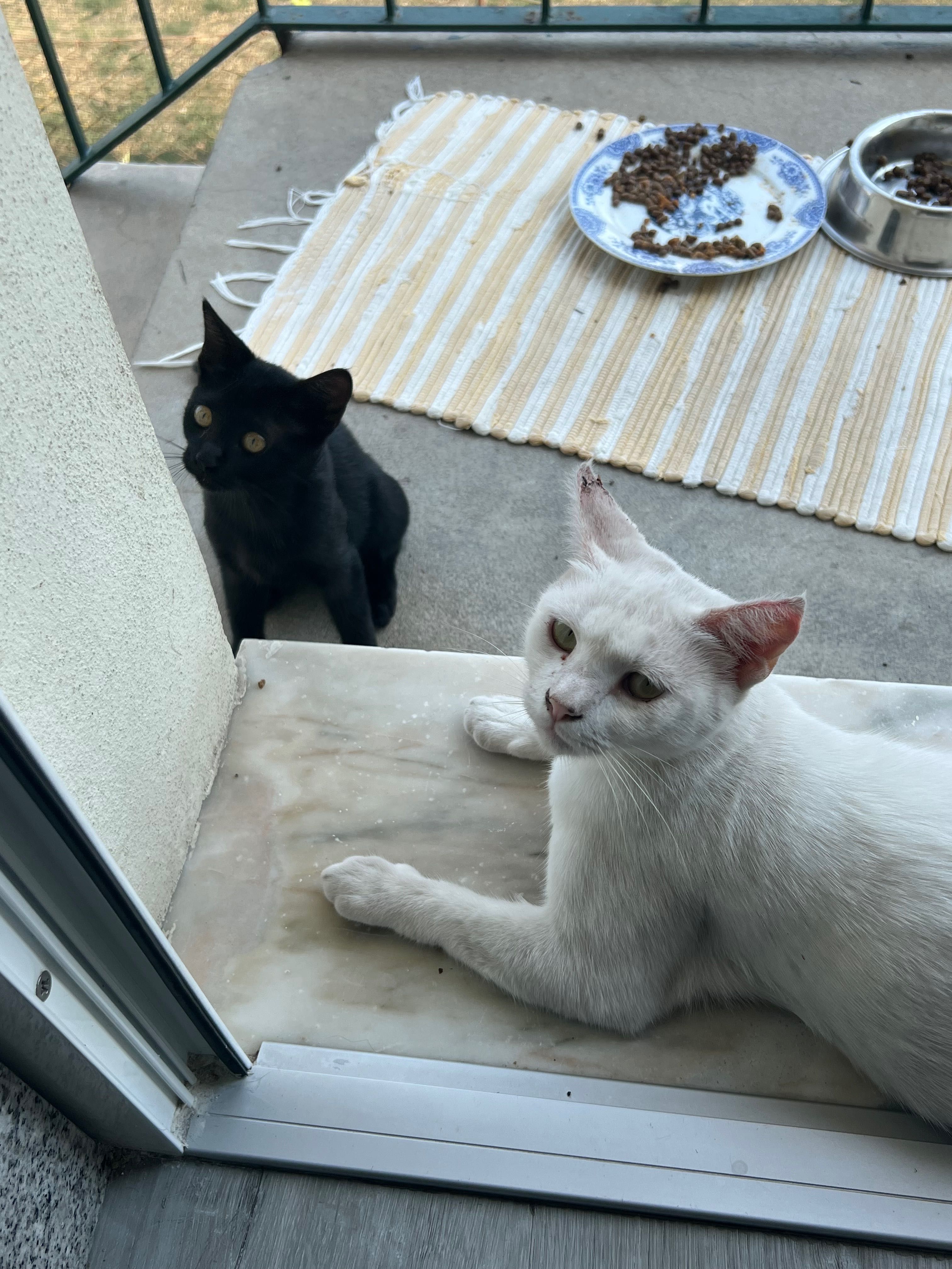 Gatinhos para adoção