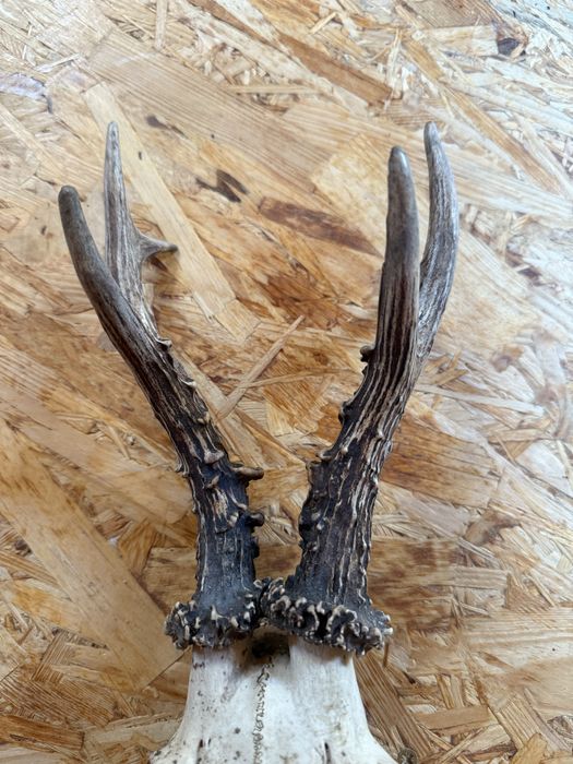 Na sprzedaż – trofeum myśliwskie parostki kozła