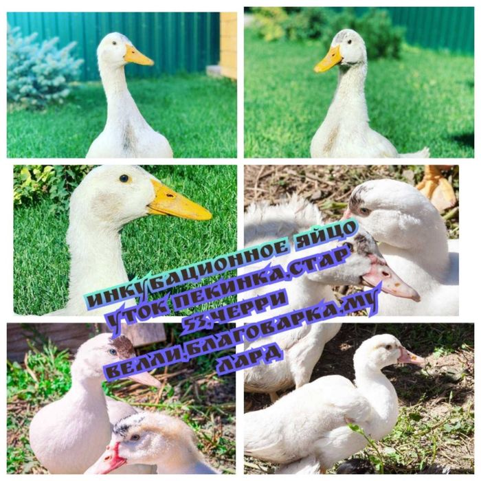 Инкубационное яйцо уток Мулард, Стар 53, Черри Велли,Пекинка