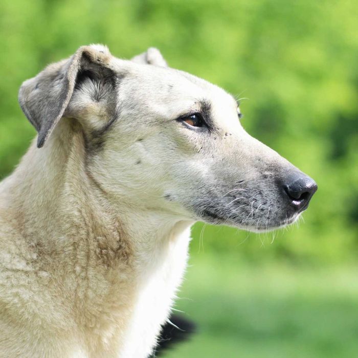 Spokojny pies Chibo szuka domu