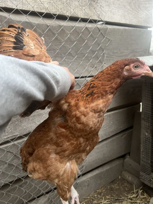 Кури молоді несушки