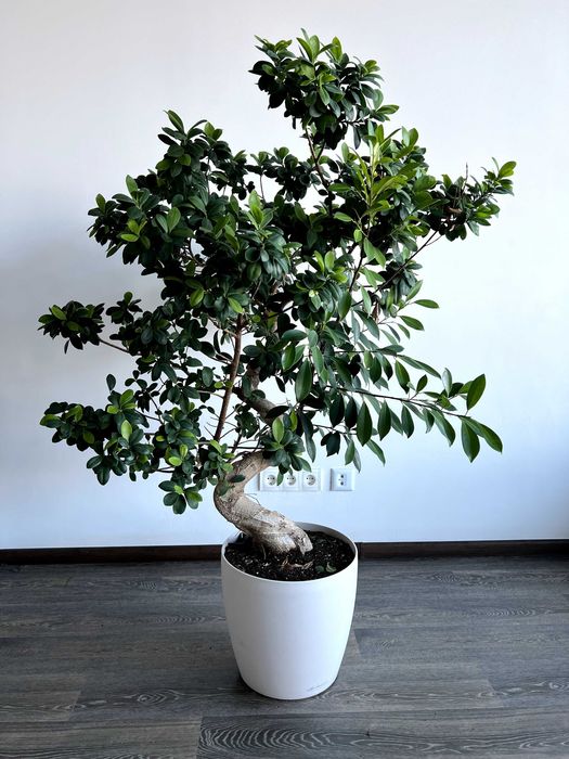 Фікус Мікрокарпа Бонсай