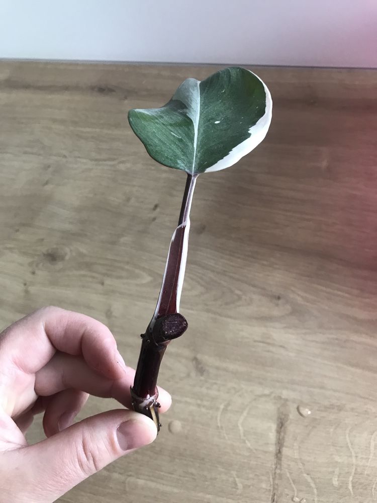Filodendron white knight
