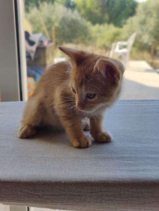 OFERTA. 3 gatinhos para oferecer 2x machos e uma fêmea