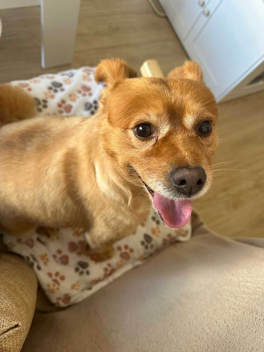 Adoção responsável