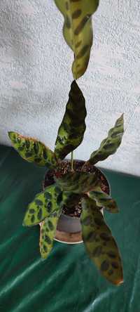 Калатея Ланцифолия,комнатное растение