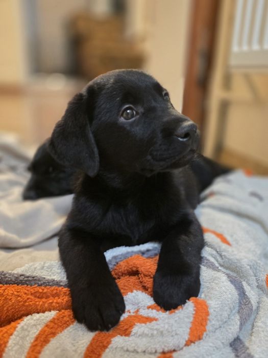 Labrador retriever DO ODBIORU FCI czarny