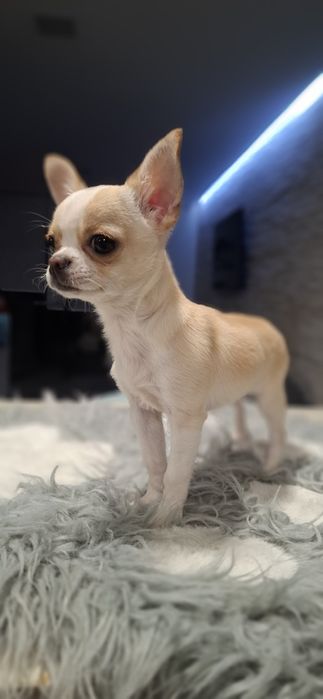 Chihuahua Miniatura