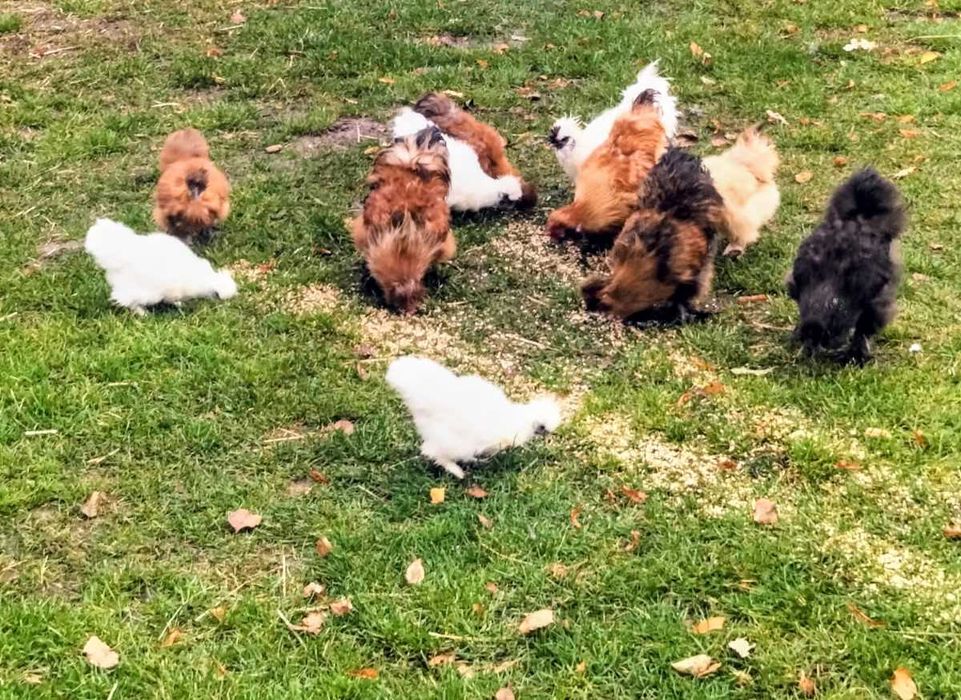 Sprzedam kurki silki