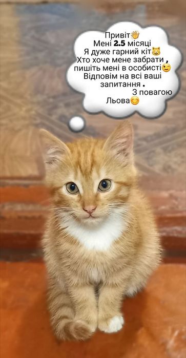 Котик шукає люблячу родину