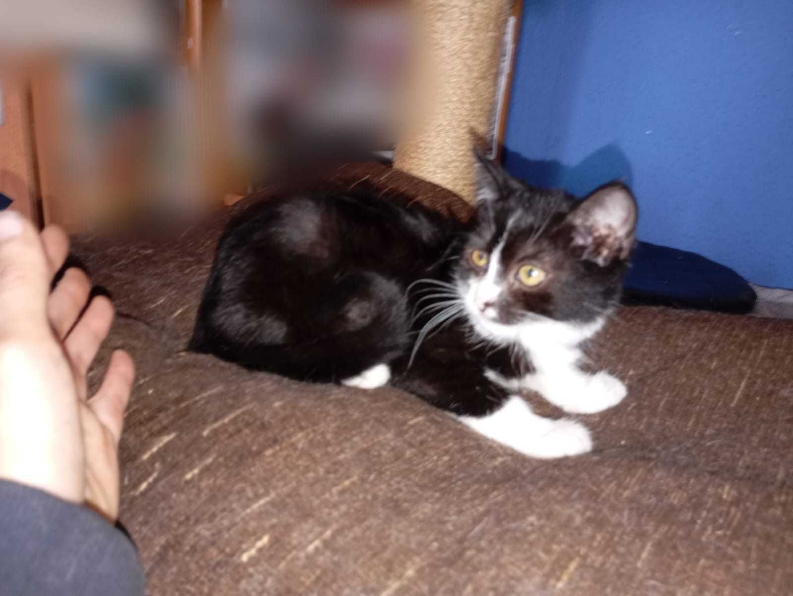 kotki  do adopcji, oswojone, zdrowe
