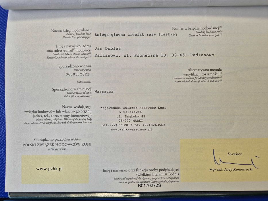 Ogierek wałach śląski